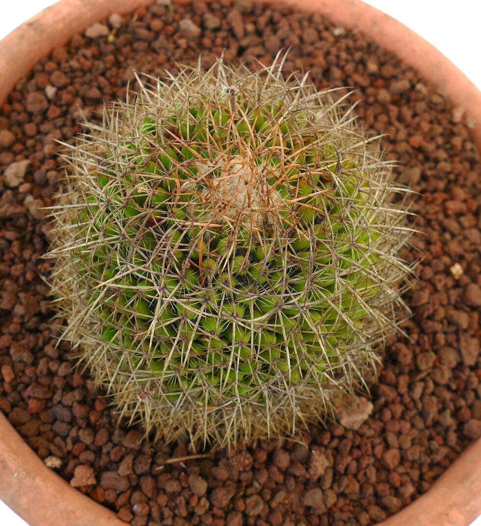 Mammillaria parkinsonii REP 2363 Pena Miller, Querétaro, Mexico –