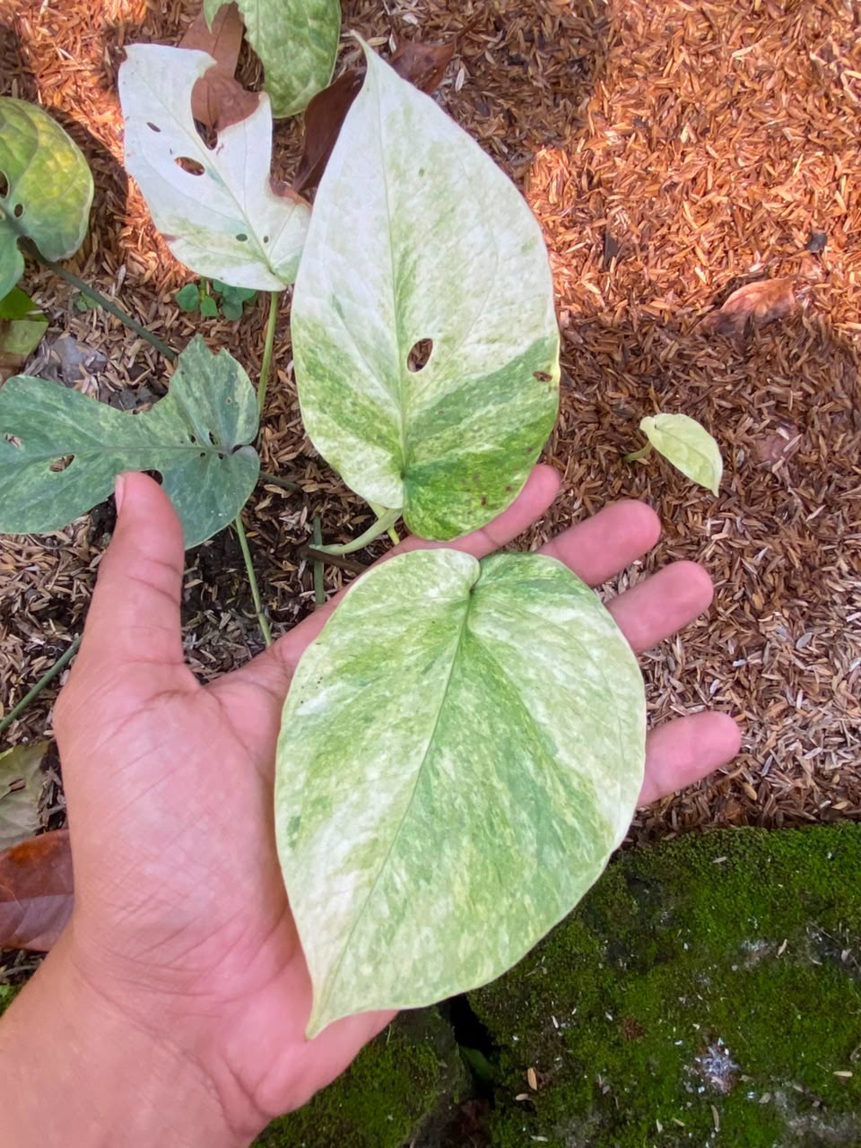 Amydrium Medium Mint lime, Rare Variegated, Real Picture, Aroid Houseplant