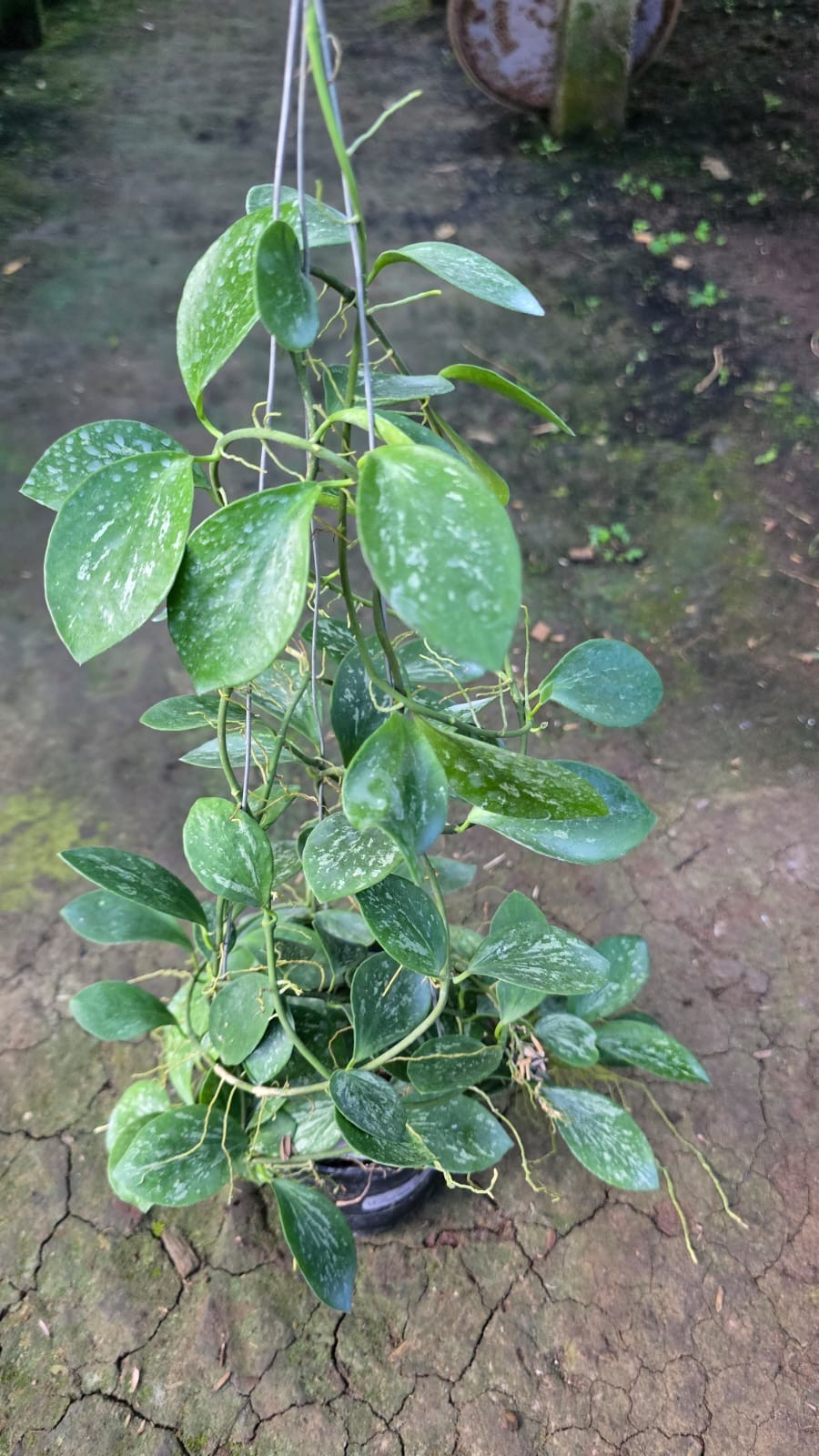 Real Pict Hoya Collina Splash Sp Papua Lush Leaves Rare Tropical Wax Plant