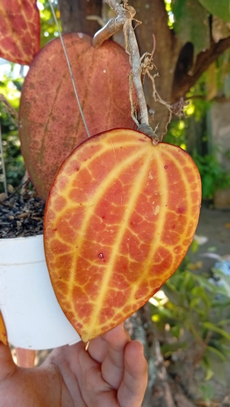 Real Picture Hoya Macrophylla Super Red Sp Borneo Rare Tropical Waxx Plant