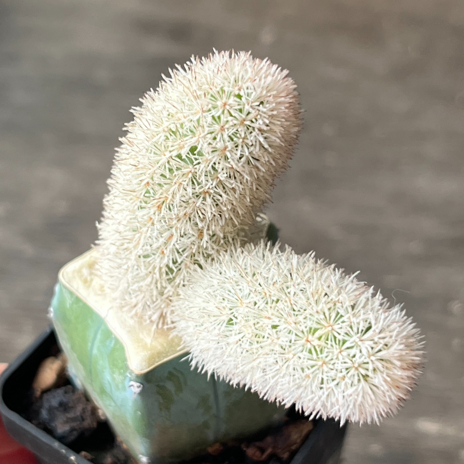 A51-823 Pygmaeocereus densiaculeatus, grafted