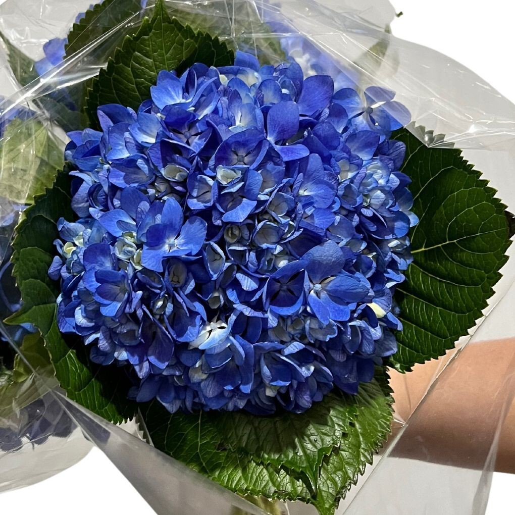 Box of 10 Blue Hydrangea – Blooms head size 7.6-8.5 inches natural flowers decor