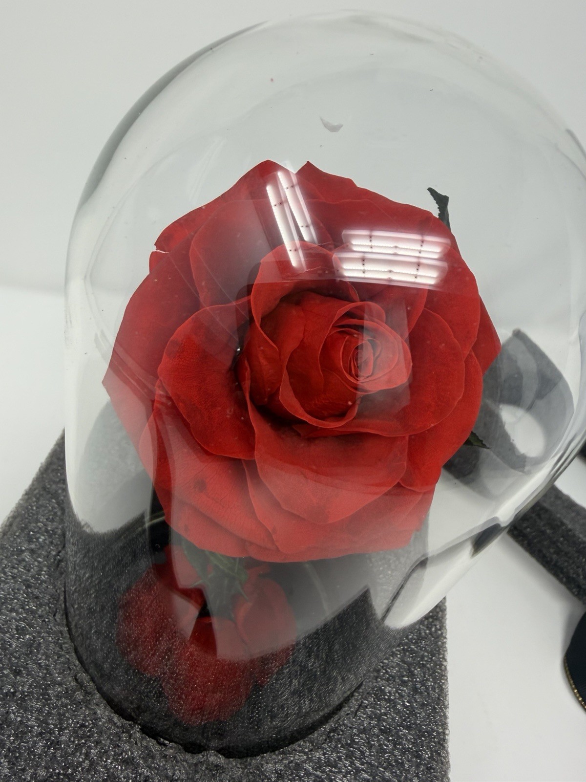 Forever Preserved Rose – Eternal Rose in Glass Dome – Beauty and the Beast Rose