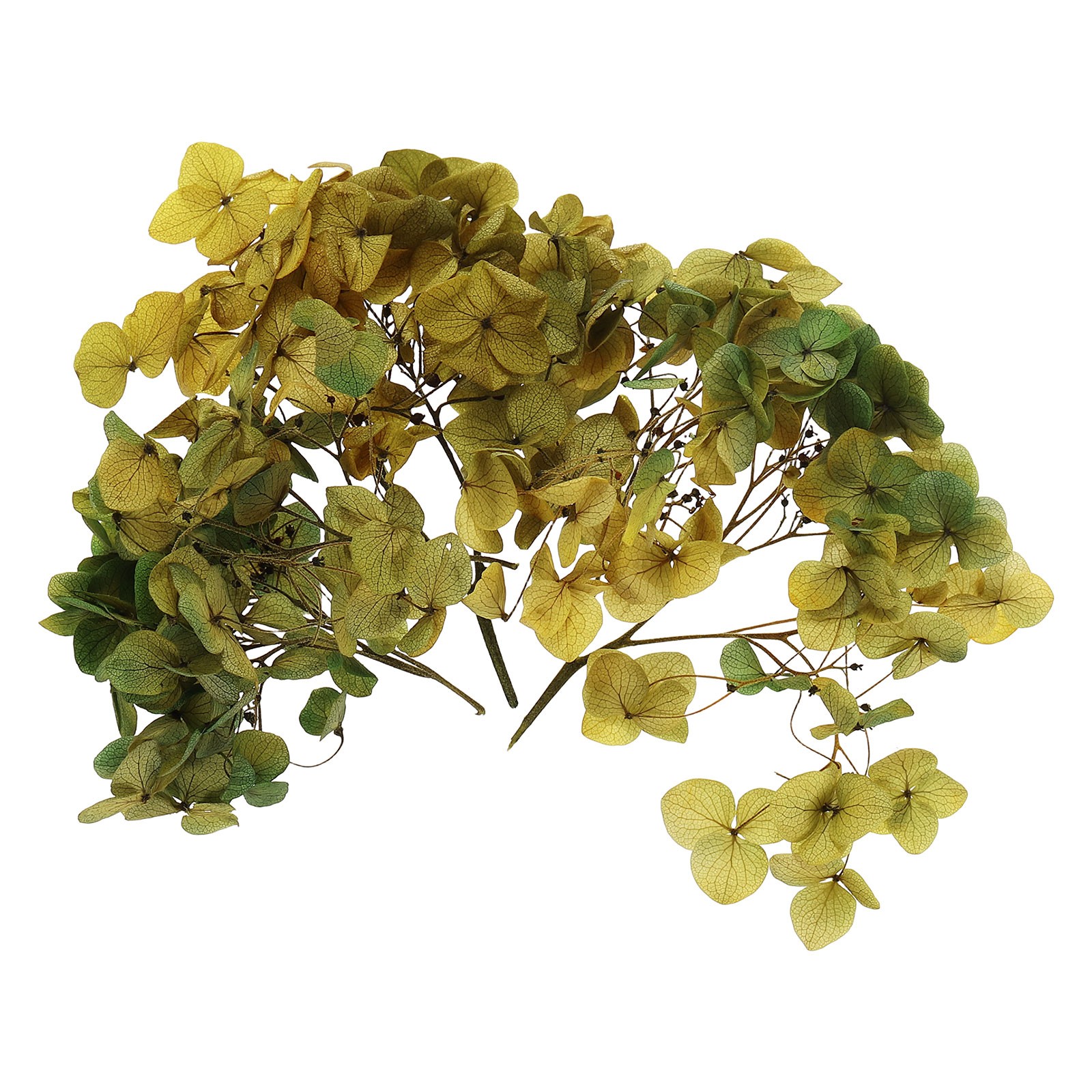 10g Mini Dried Hydrangea Flower Natural Pressed Flower Gradient Dark