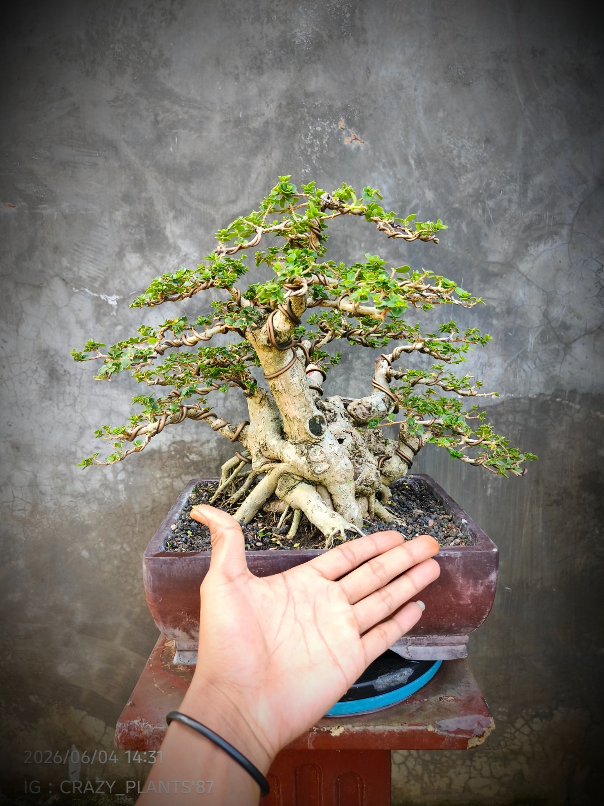RARE EXCLUSIVE – Premna Microphylla Bonsai Tree – Big Trunk – Medium Size – REAL