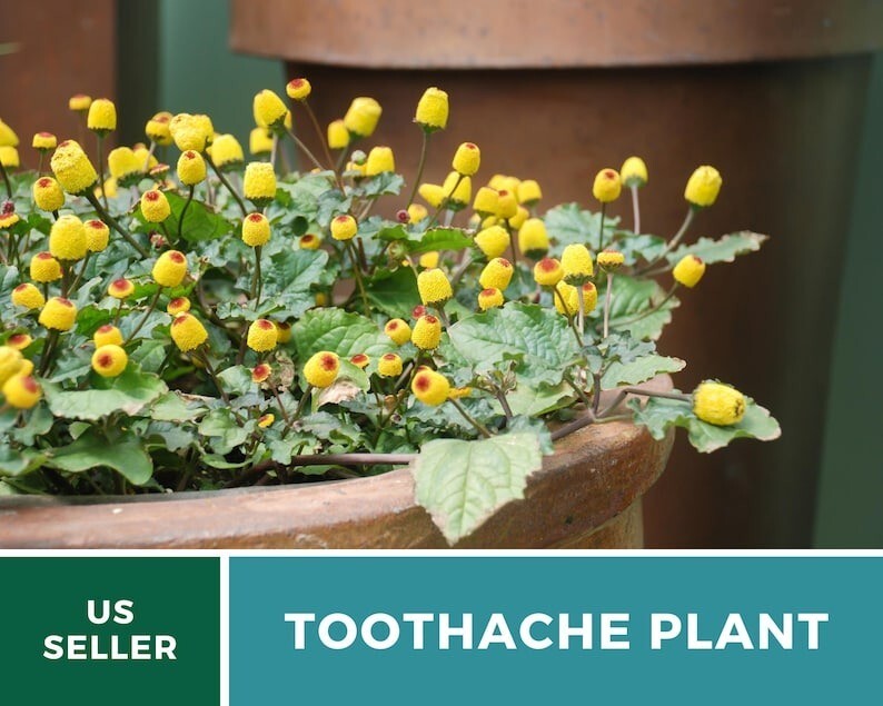 50 Seeds Toothache Plant, Heirloom Herb (Spilanthes Oleraceaa), Buzz Buttons