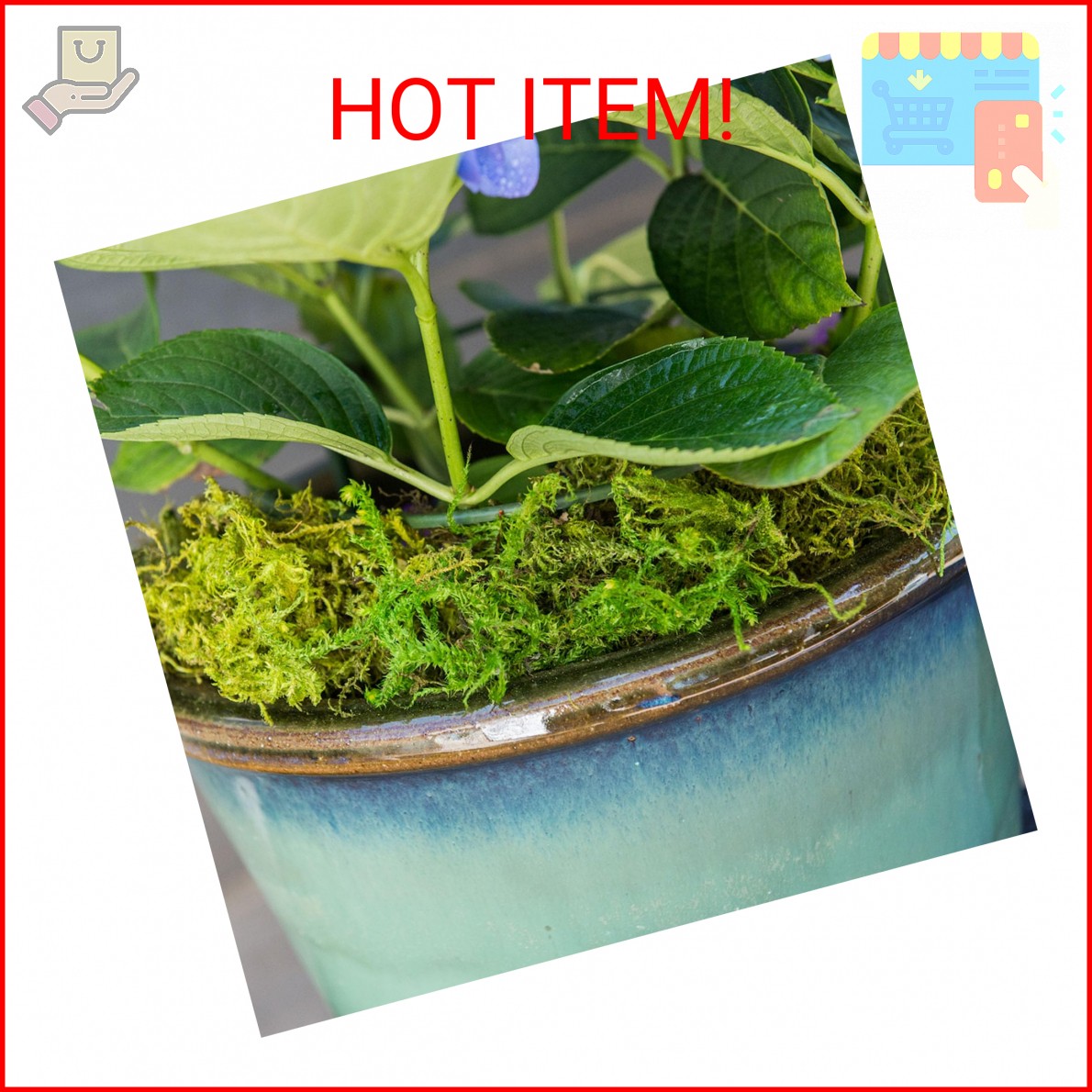 SuperMoss Forest Moss Preserved Lasting Decorative Long Fibers for Potted Plants