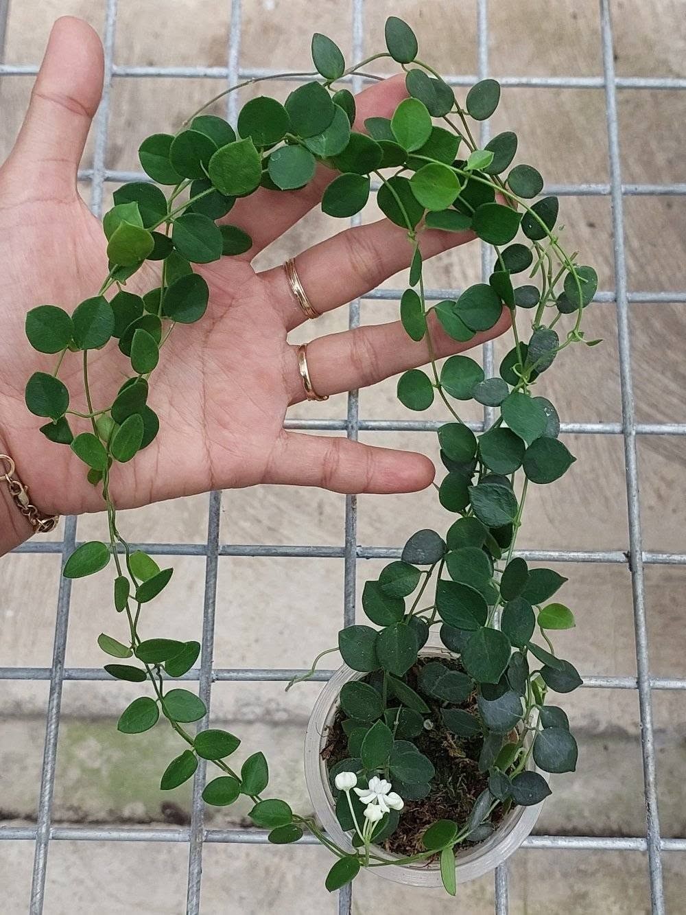 Hoya IM08 Sp Papua Rare Variegated, Real Picture, Aroid Houseplant