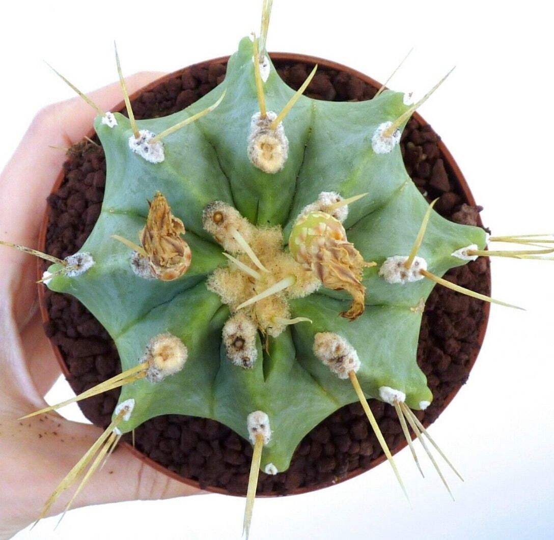 Ferocactus glaucescens var. inermis X rectispinus SEEDS – Blue barrel cactus | G