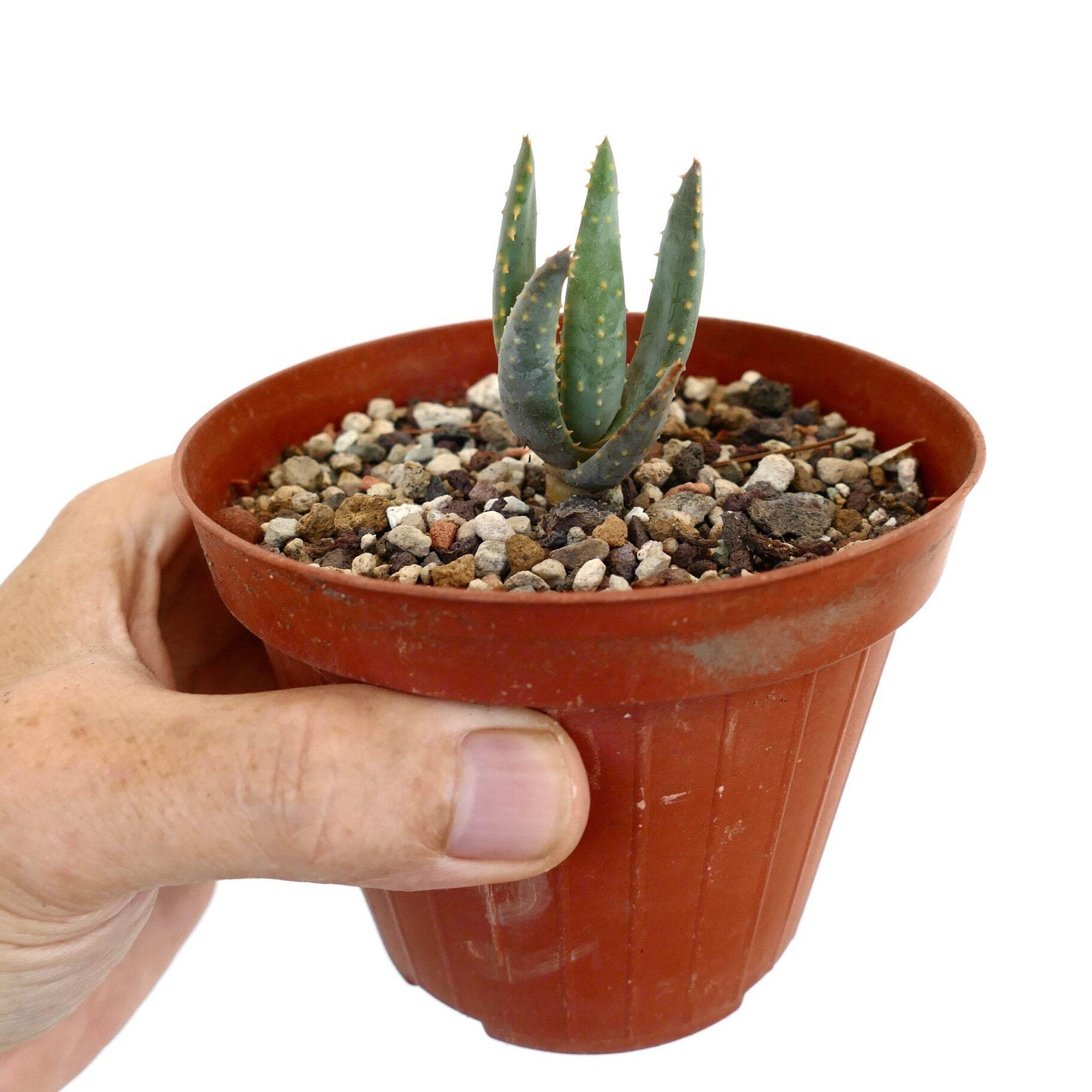 Aloidendron pillansii 310-2017
