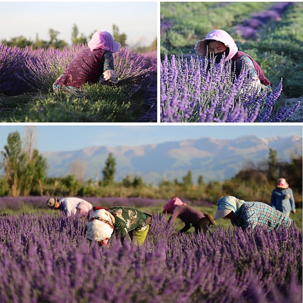 Lavender Dried Ultra Blue Bundles 200+ Stems (16″ – 18″ Long) for Home Decor