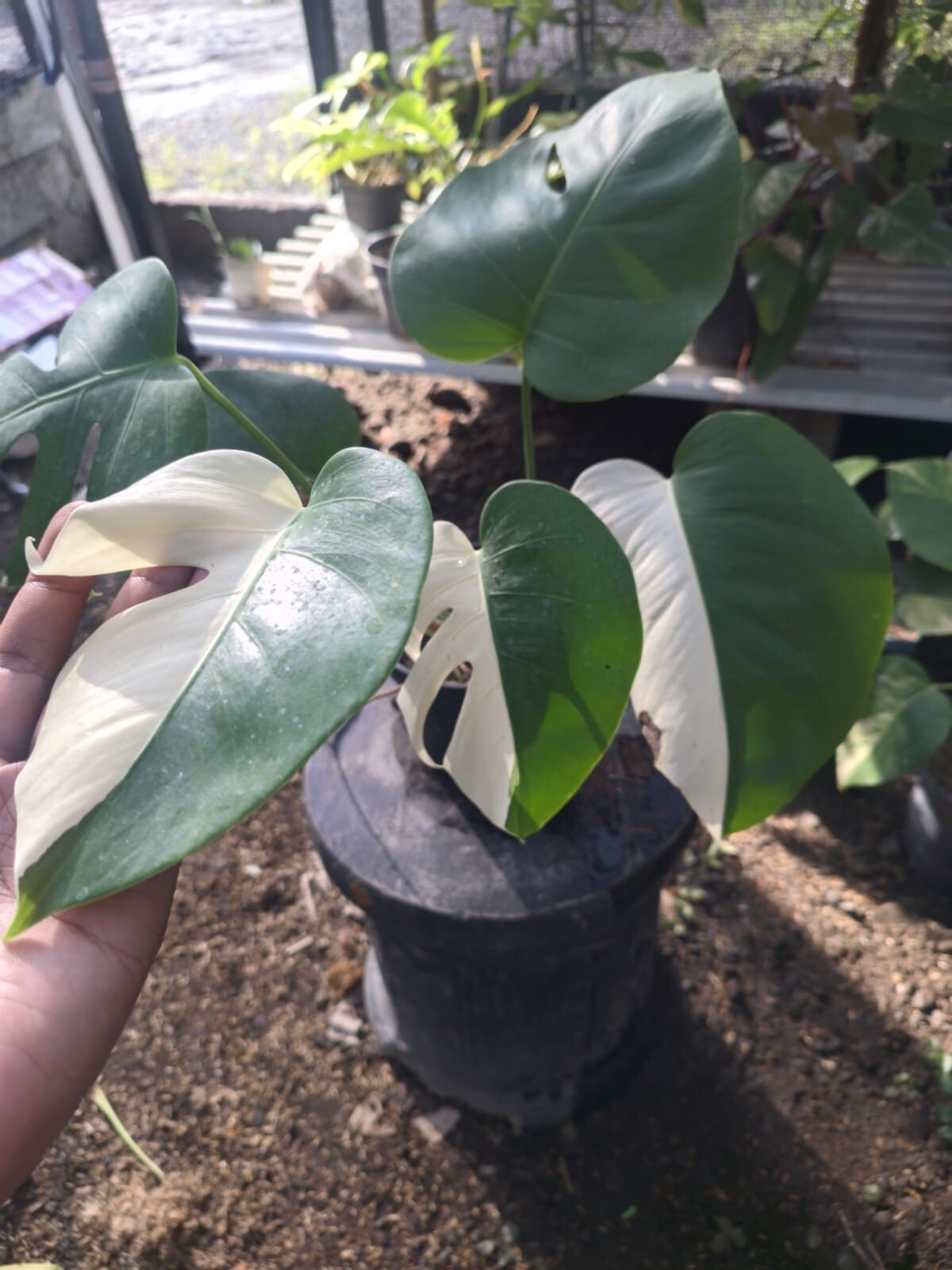 Real Pick Monstera Albo Halfmoon Variegated