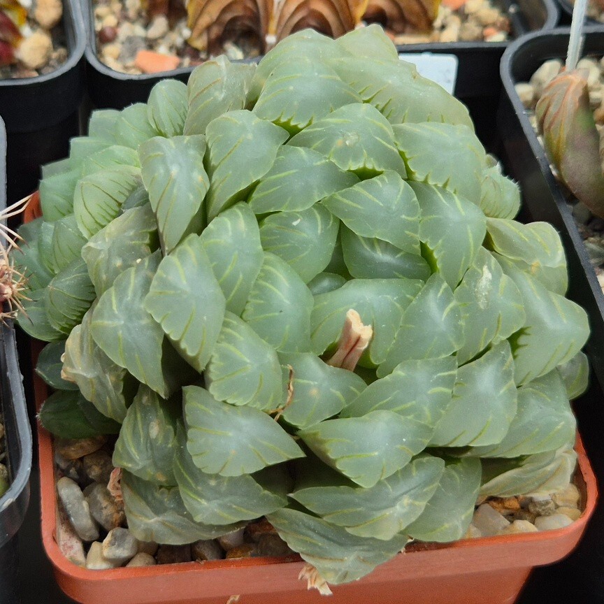 Haworthia obtusa ‘Purple Dodson’ F2 100seeds 2025 year