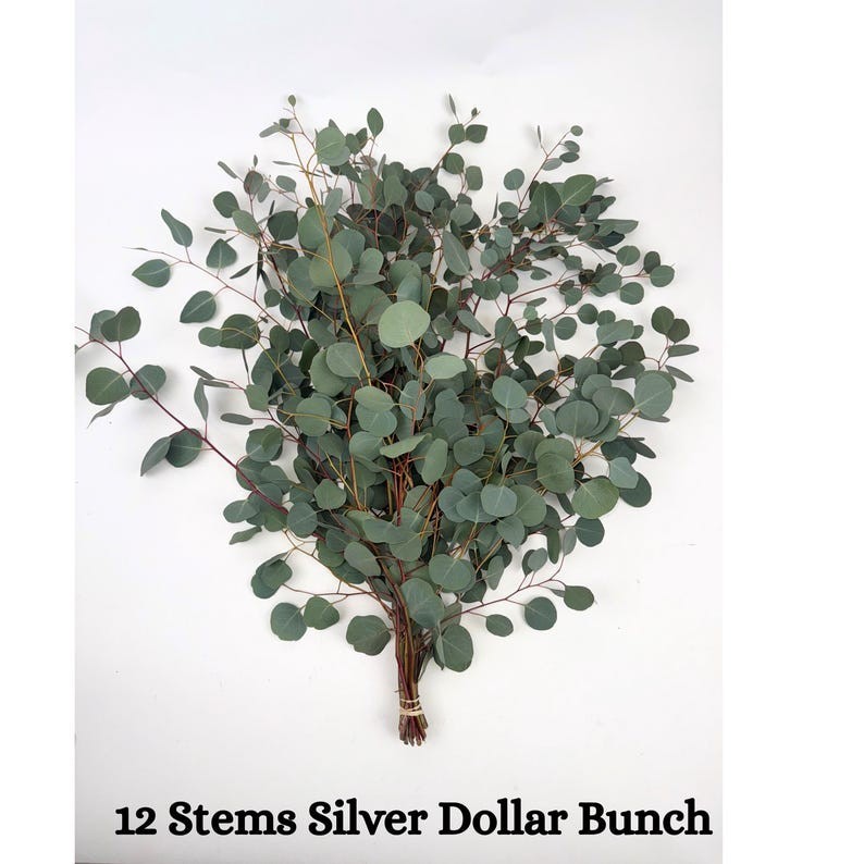 Large Bundle Fresh Silver Dollar Eucalyptus Stems, Home Decor, Gift for Her