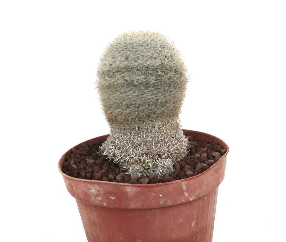 Mammillaria albilanata WITH BASAL BRANCHES 1115 – White woolly nipple cactus | S