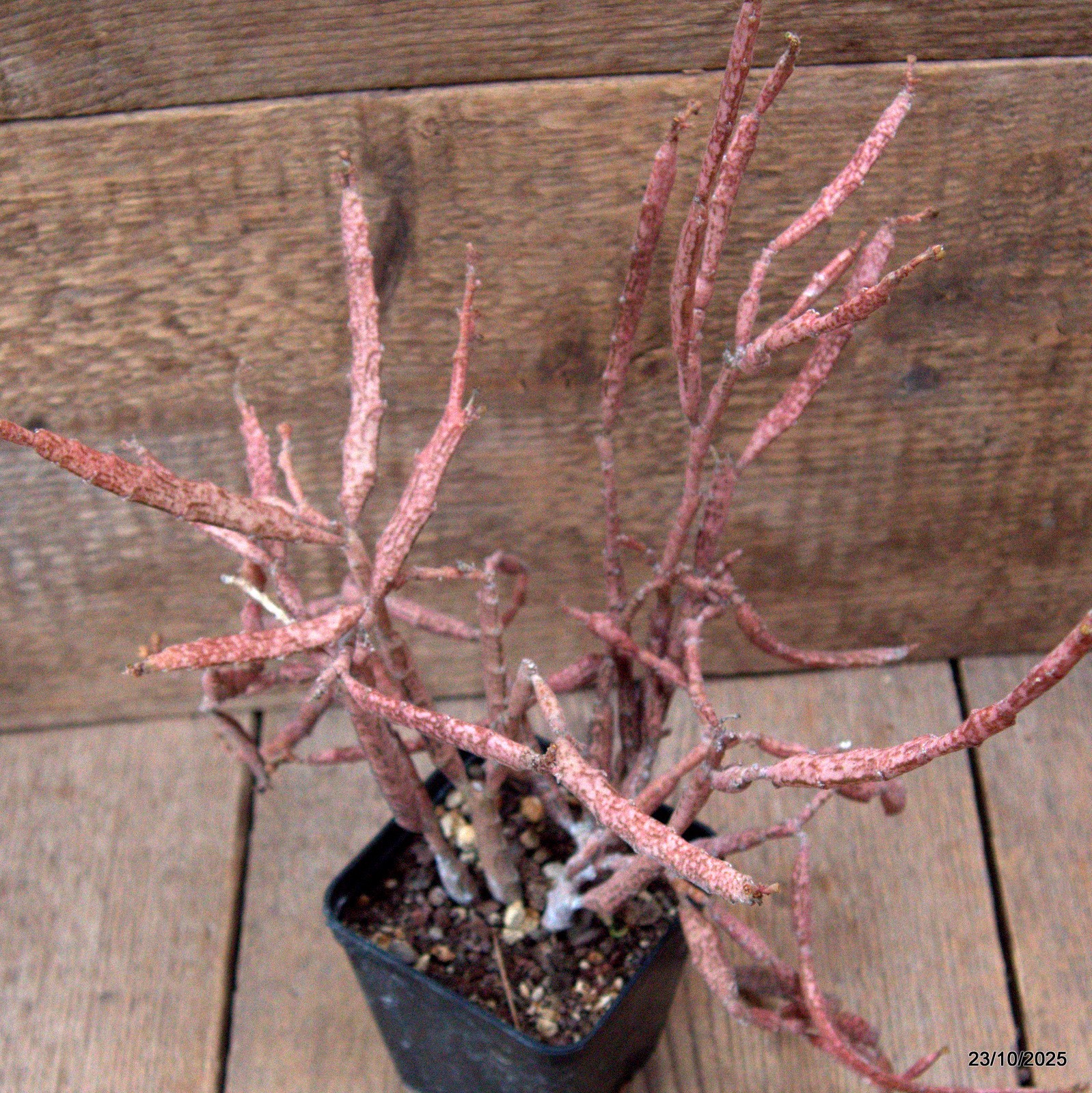 D7117 EUPHORBIA PLATYCLADA pot8-H29-W29 cm MaMa Cactus