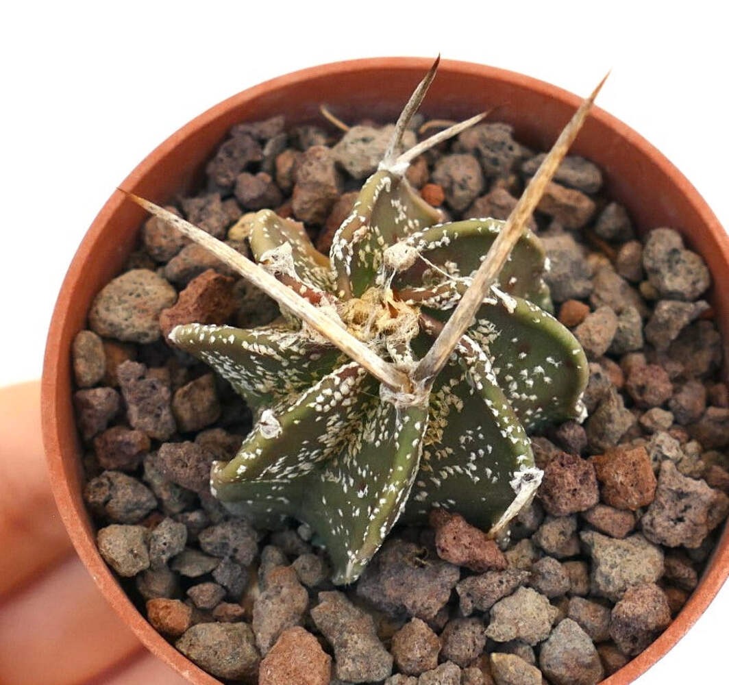 Astrophytum capricorne var. aureum x cv BUFFALO – Goat’s horn cactus | Yellow bi