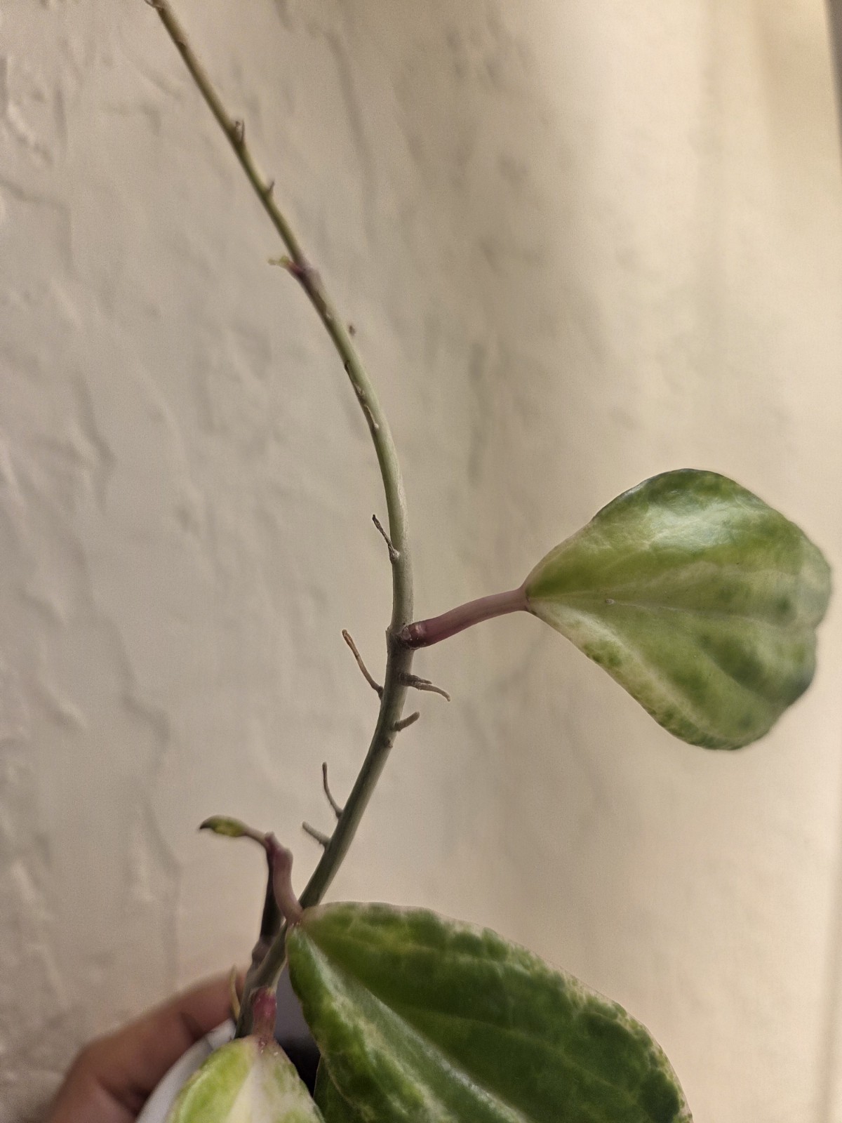 Rare Hoya Crocodile Wax Plant Healthy rooted active growing.
