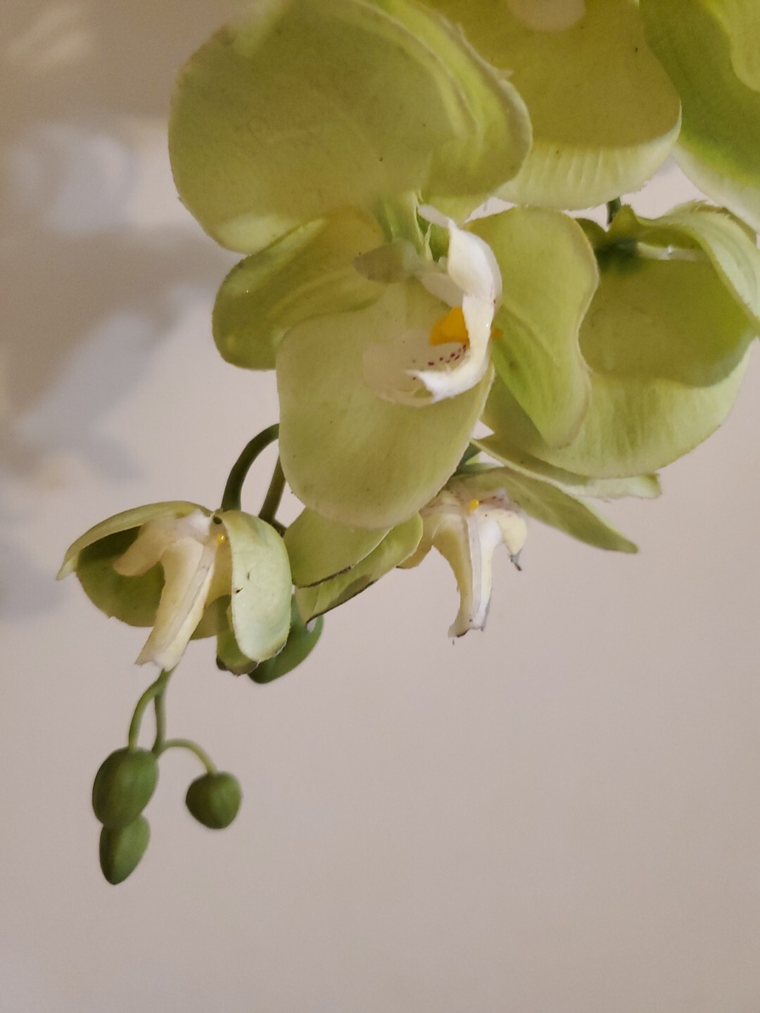 Orchid Stem Green Artificial Flowers Real Touch Plastic