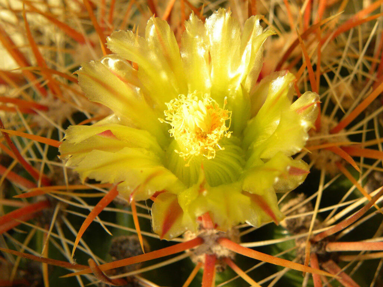 Ferocactus viridescens SEEDS – Coastal barrel cactus | San Diego barrel
