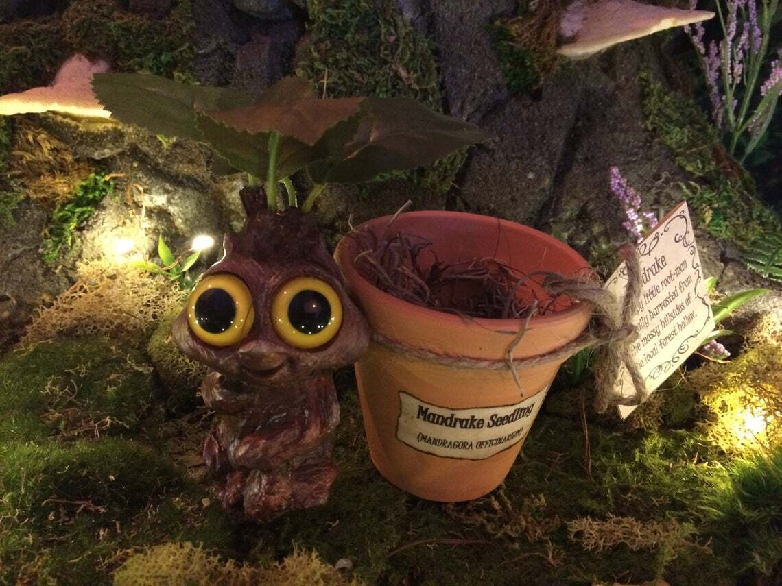 Mandrake Plant Seedling – Adorable Magical Root In A Small Terracotta Pot