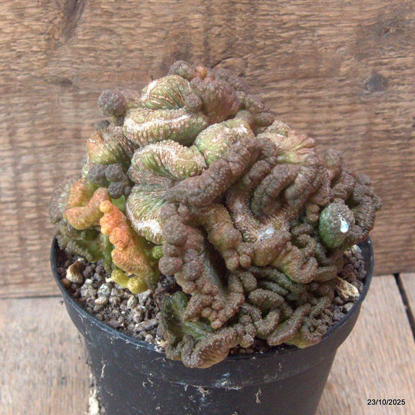 D7151 EUPHORBIA OBESA CRESTED OLD pot14-H13-W16 cm MaMa Cactus
