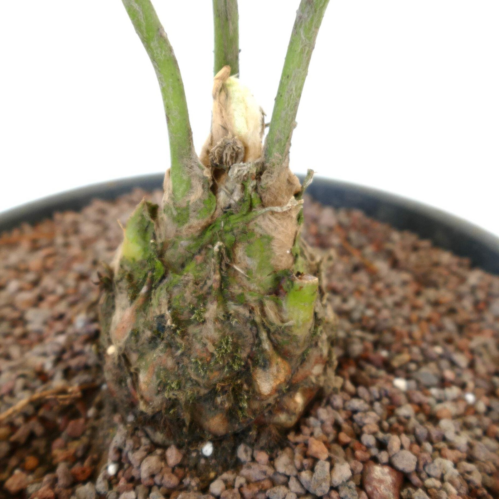 Dioon angustifolium 9x7cm Caudex – Narrow-leaved Dioon | Mexican Cycad