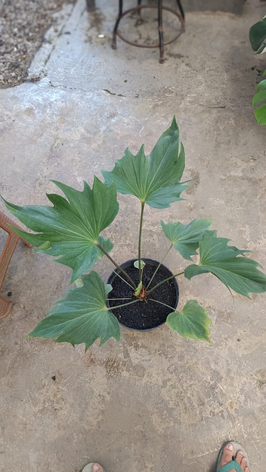 Anthurium Butterfly Exuador Large Rare Tropical Plant