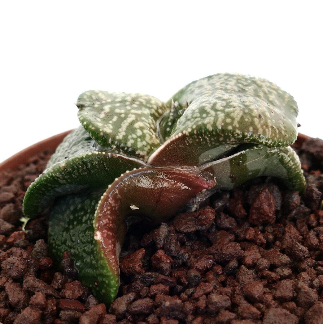 Gasteria armstrongii SUPER WHITE PEARL EX THAILAND – Armstrong’s gasteria | Cow
