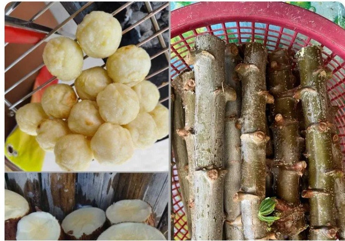 5 Pcs Yellow CASSAVA Manihot esculenta Fresh Cutting