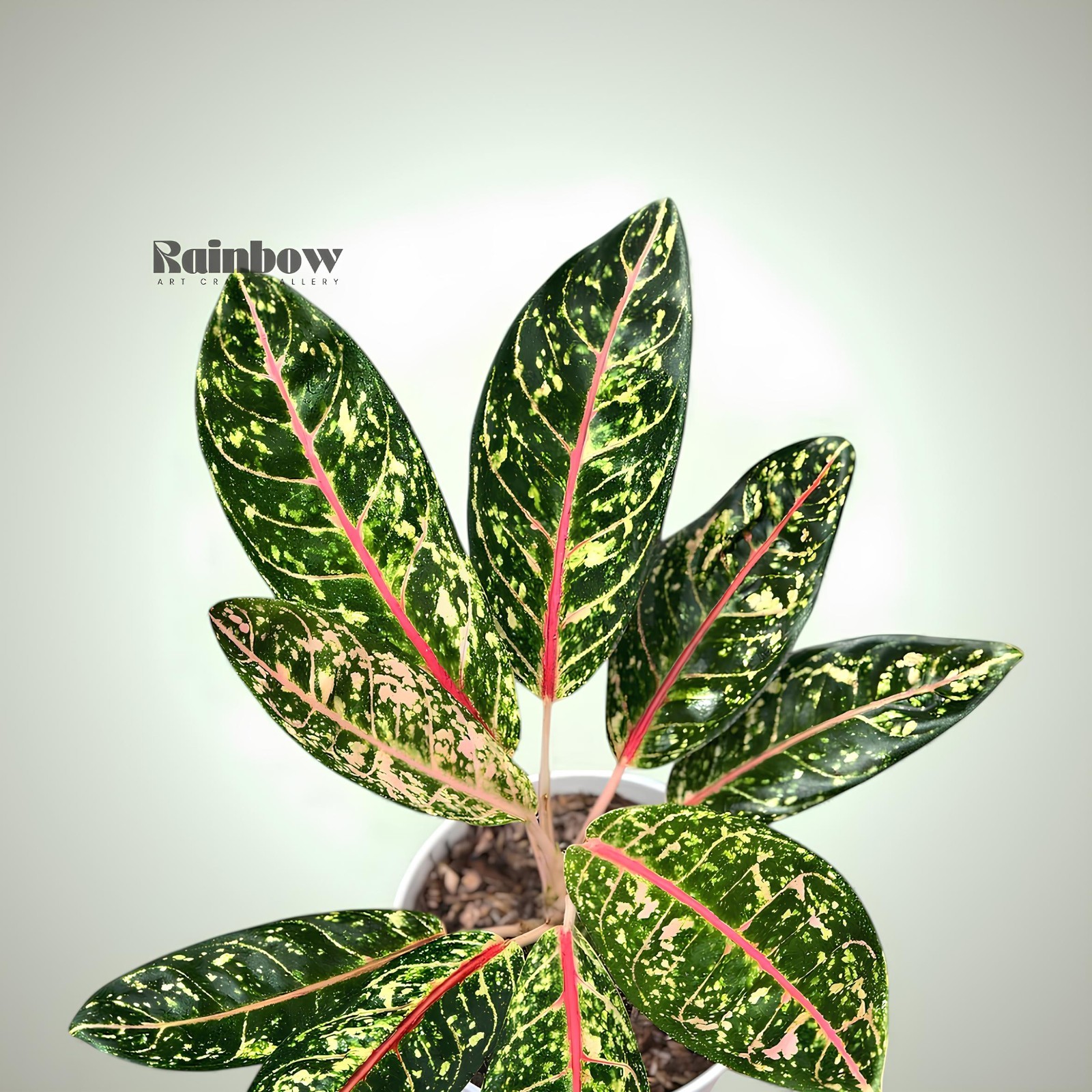 Aglaonema Donacarmen Beatiful Ornamental Plant