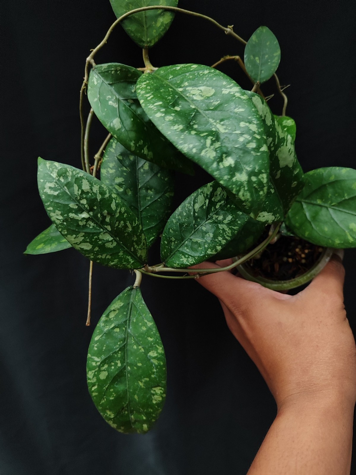 Hoya Sp Aceh Splash Rare Tropical Indor Outdor Wax Plant
