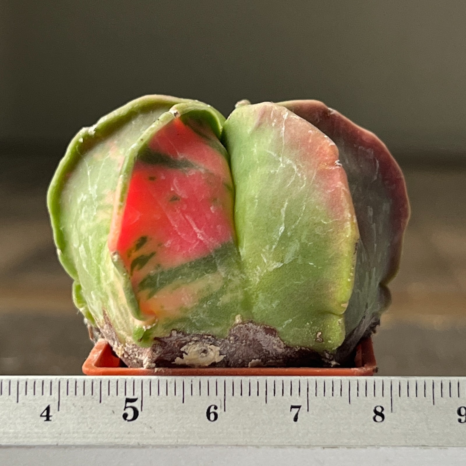 A41-803 Astrophytum myriostigma f. Nuda – variegata, own root