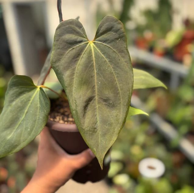 Anthurium Blood of Blue Real Pict Rare Anthurium