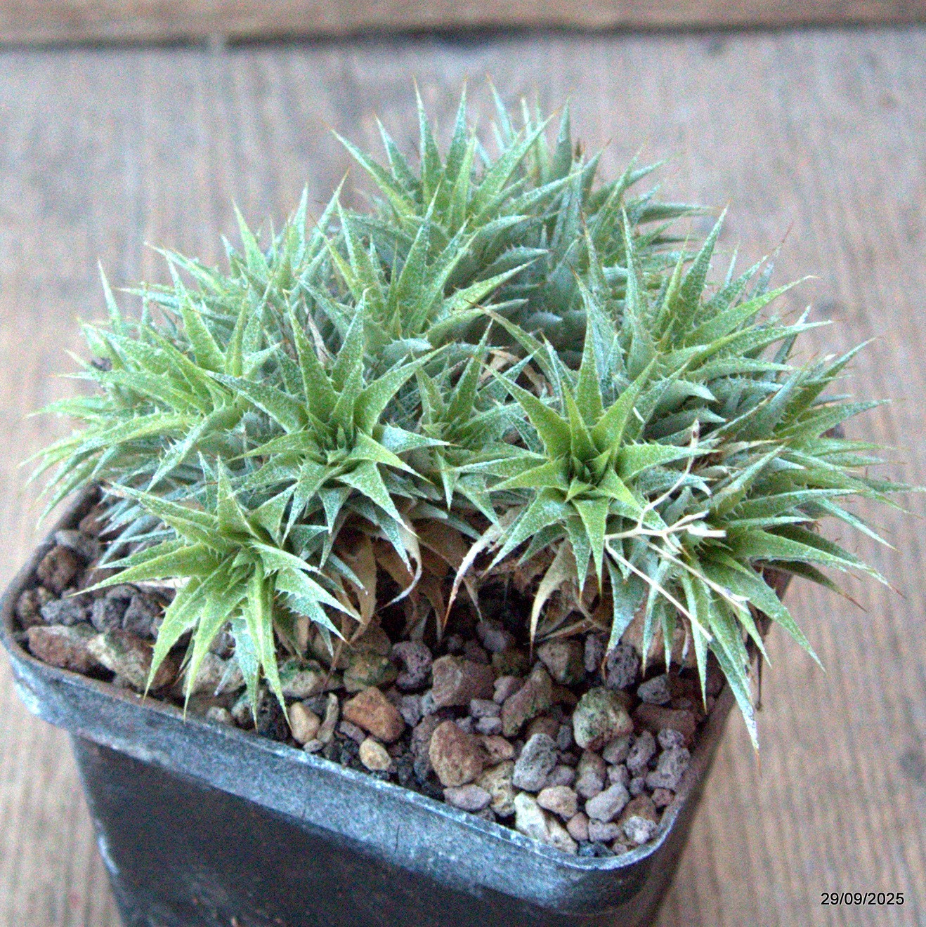 D6735 ABROMEITIELLA CHLORANTHA pot8-H6-W10 cm MaMa Cactus