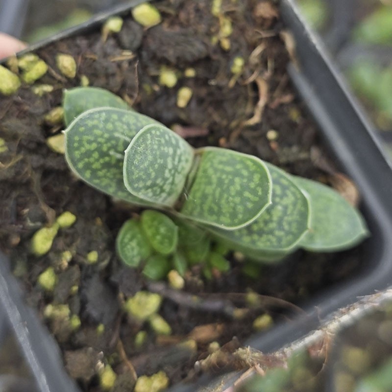Gasteria Gracilis Gasteria Glomerata Succulent Cactus Plant