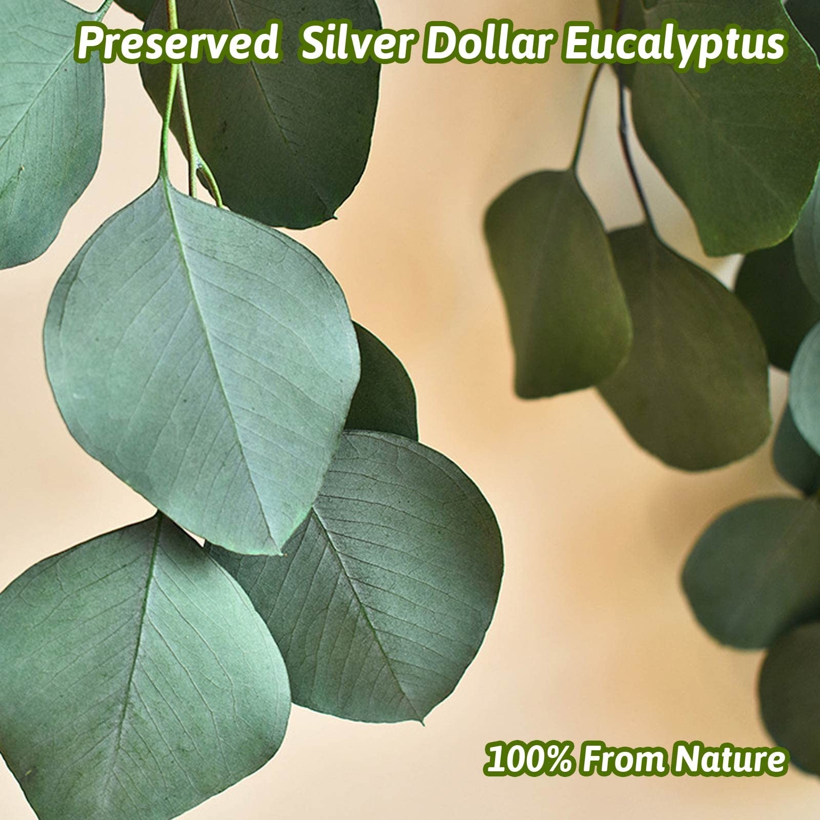 Preserved Dried Eucalyptus Stems, Green Eucalyptus Leaves, 4-10 Pcs Silver Do…