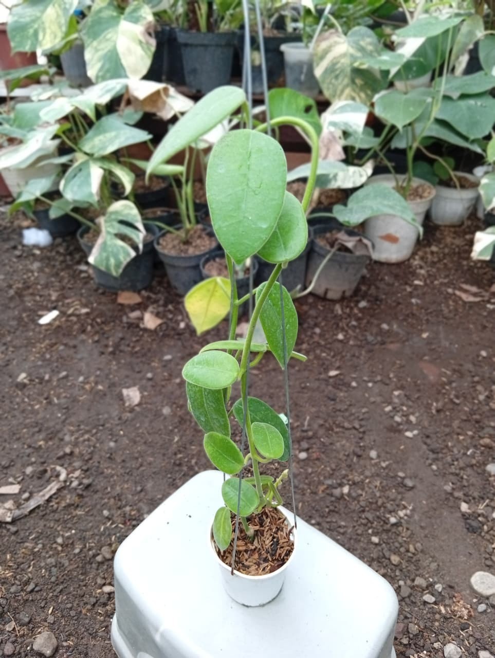 Real Picture Hoya Gigas Lush Leaves Rare Plant