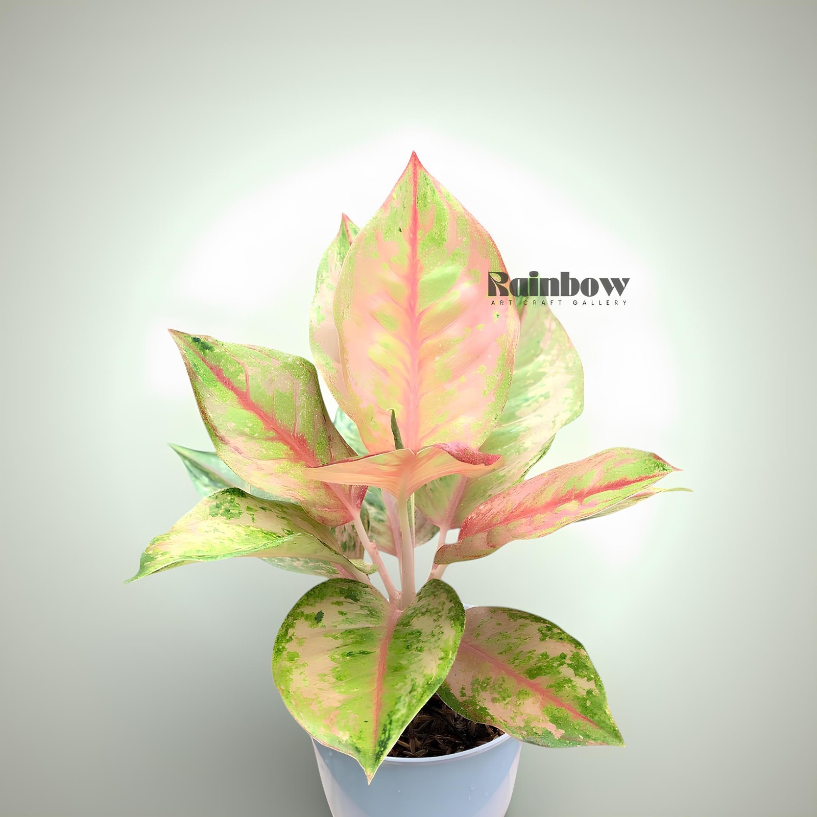 Aglaonema Light Of Diamond Beatiful Ornamental Plant