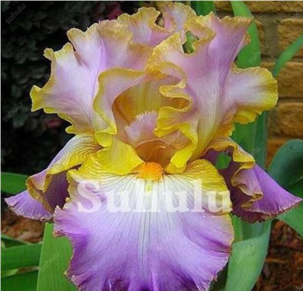 (10) IRIS SEEDS rare exotic flower home blossom garden plant USA SELLER W/TRACK