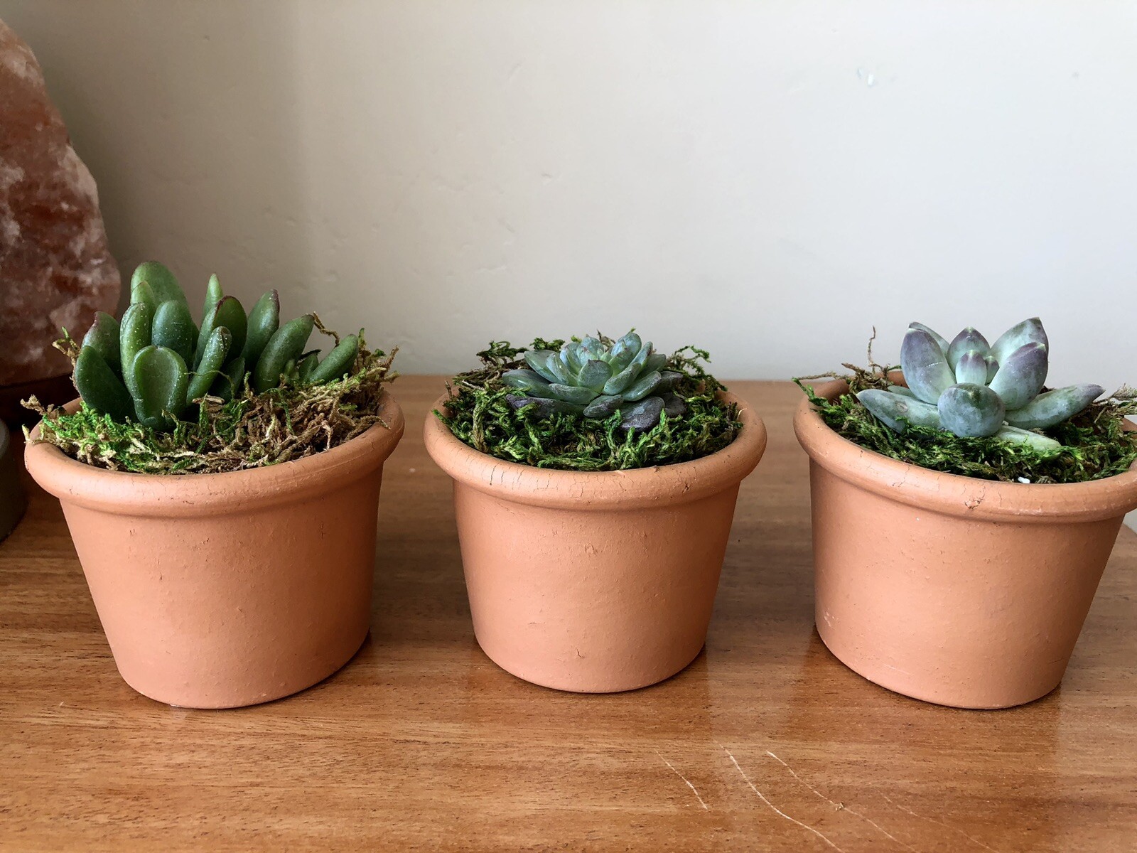 Three Live Potted Succulent Arrangement in Terracotta Planters