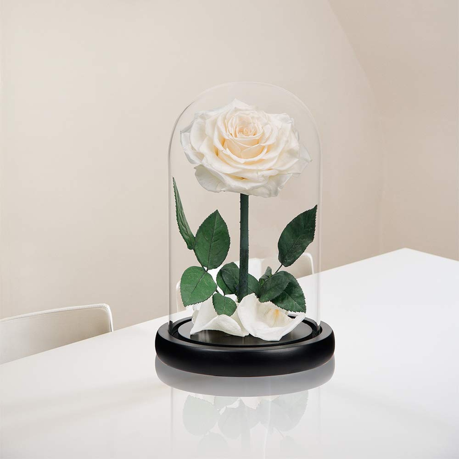Preserved Roses White Roses Handmade Real Rose in Glass Dome, Roses Never Wit…