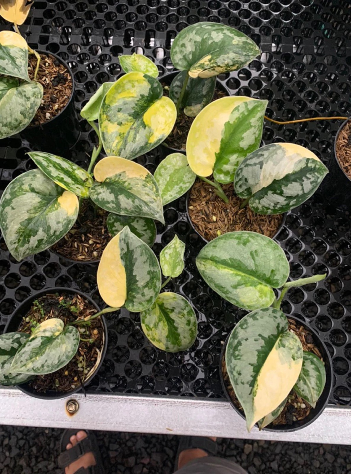 Scindapsus Bakudapati Variegated Rare Plant Variegated Aroid Exotic Climbing