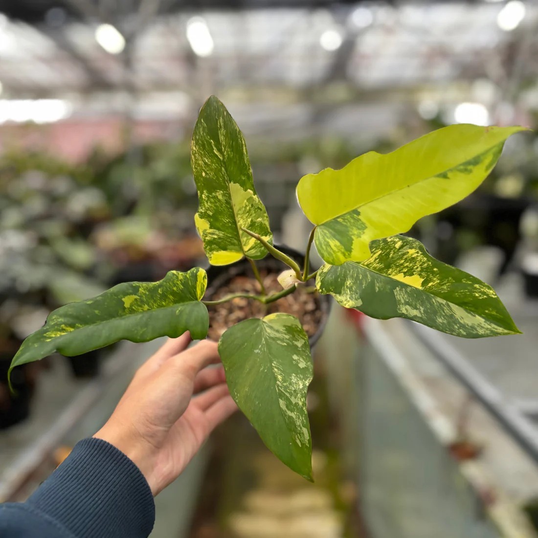Real Pickture Philodendron Florida Beauty x Mayoi Medium Size Free Phyto