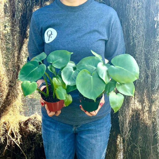 Monstera Deliciosa Tropical Split Leaf Plant in 4″ inch Pot | Indoor and Outdoor