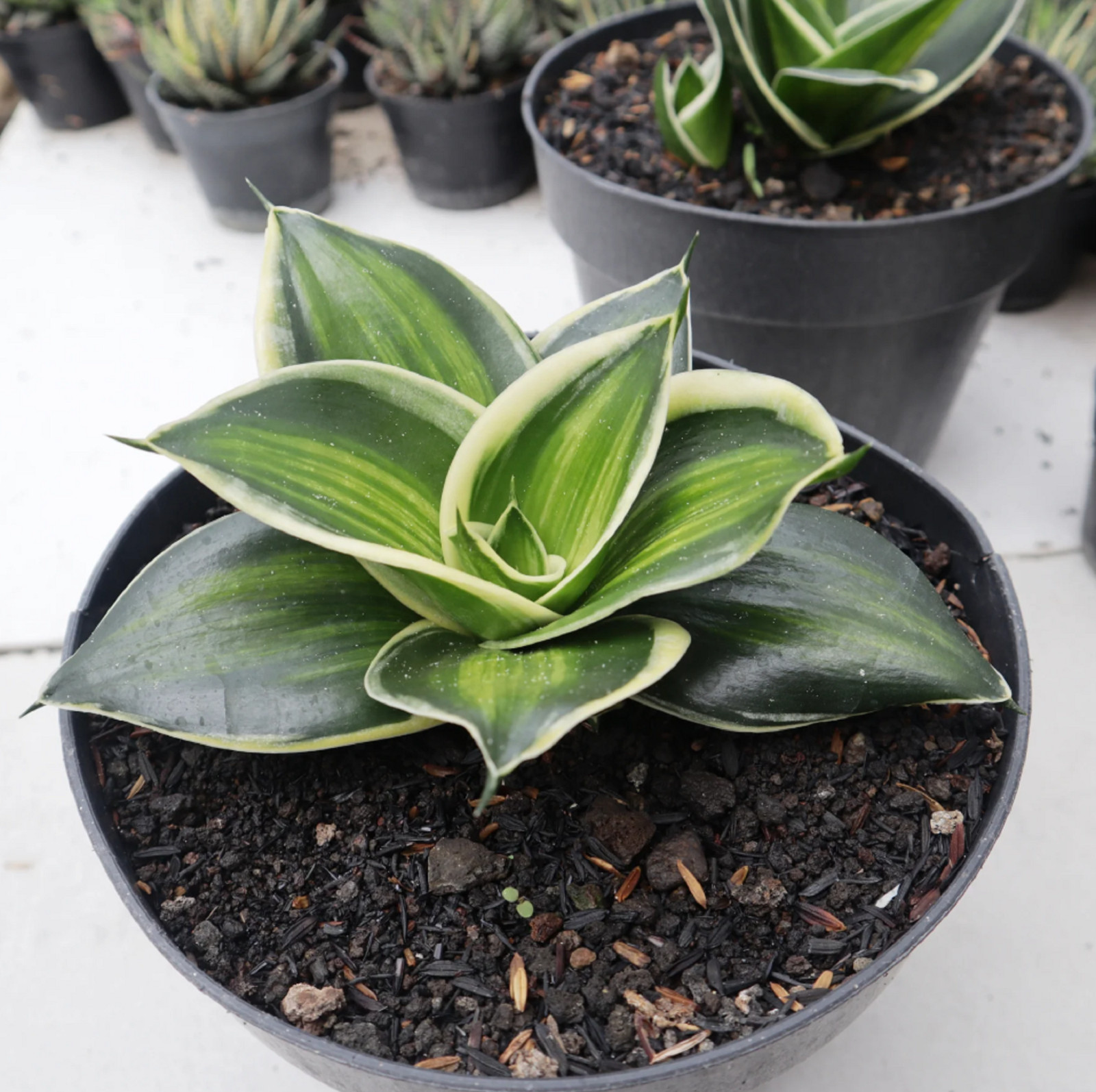 Sansevieria Jade Dwarf Variegated Striata Rare Unique Snake Plant