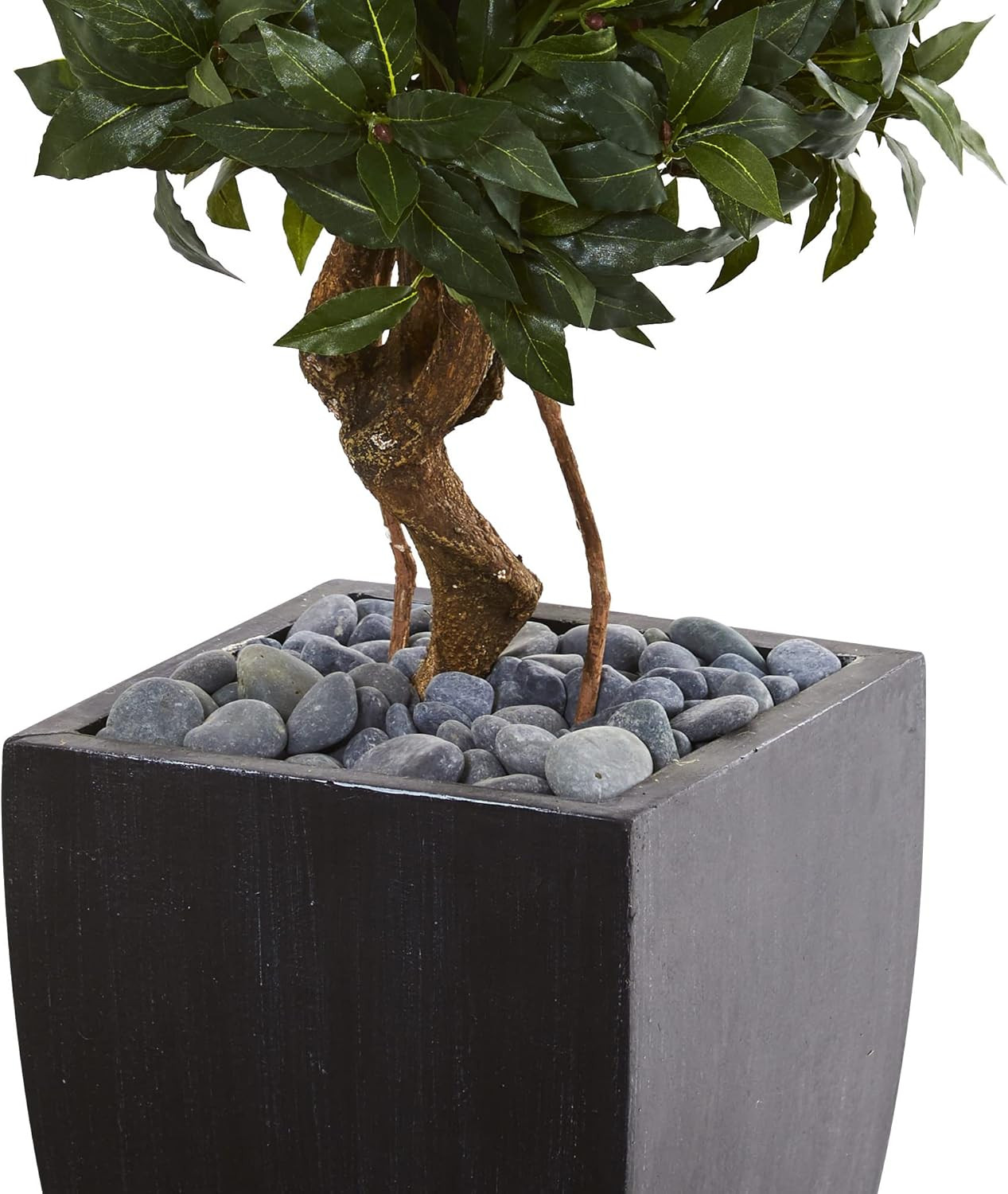 4.5Ft Sweet Bay Double Topiary Tree in Elegant Black Wash Planter