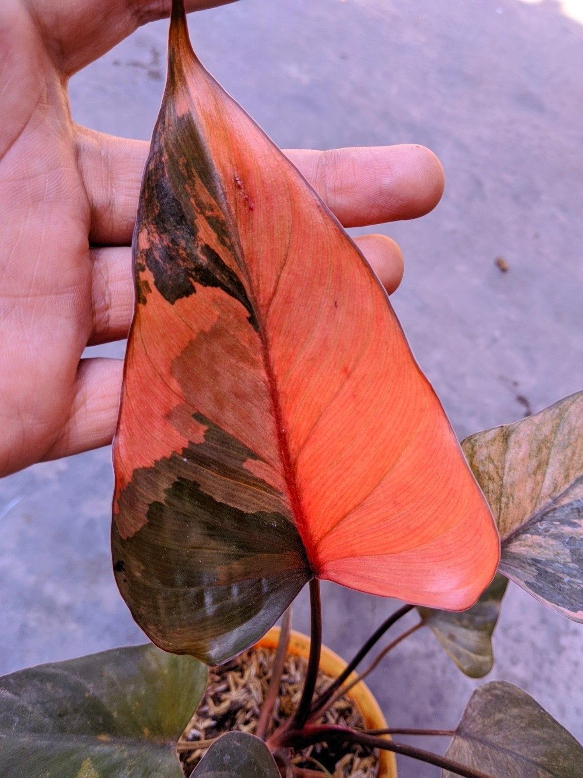 Homalomena Diamond Pink Variegated Real Picture