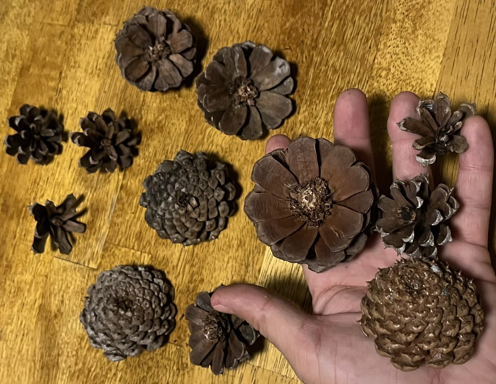 1 Dozen Pine Cone Flowers/Pine Cone Succulent-Hand Cut/Rustic