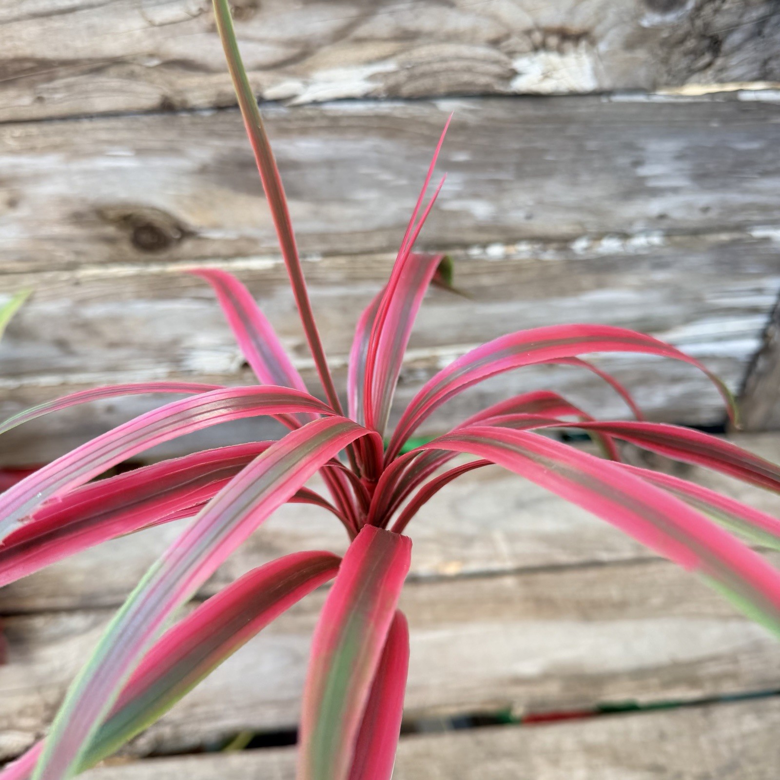 MCM Plastic Houseplant Stem Spider Plants and Japanese Maple Tiki Bar
